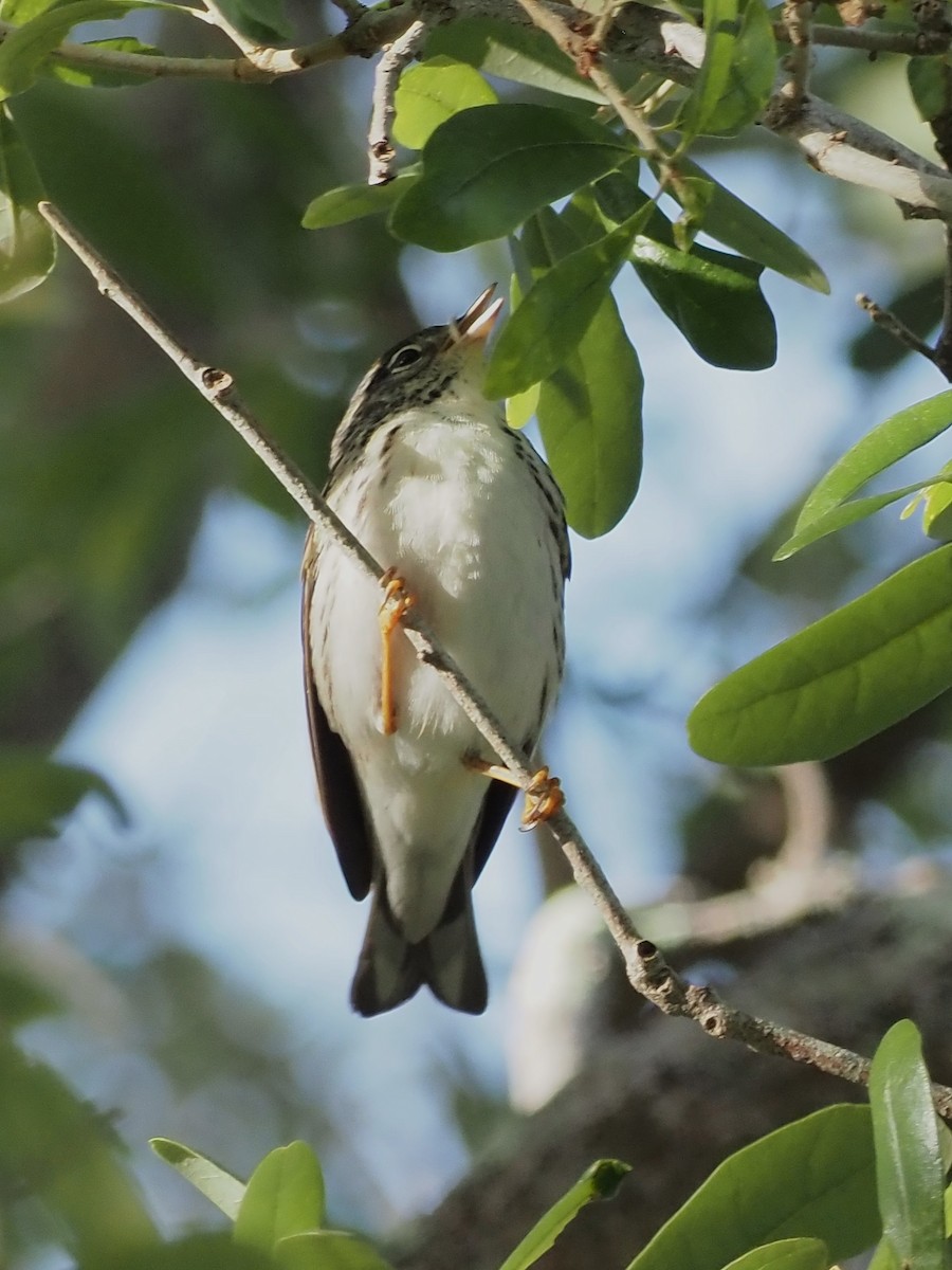 Blackpoll Warbler - ML618226070