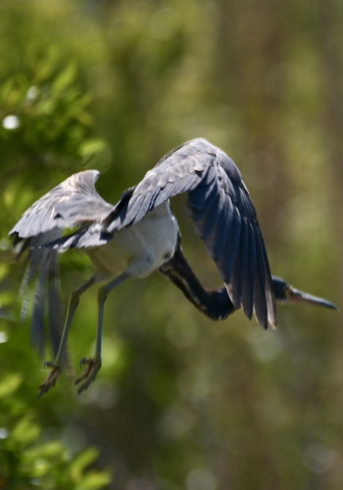 Tricolored Heron - Becky Rooney