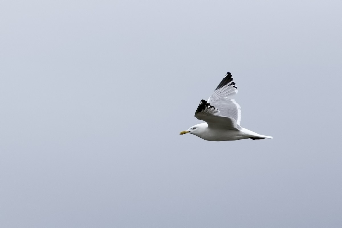 Herring Gull - Johanne Cousineau