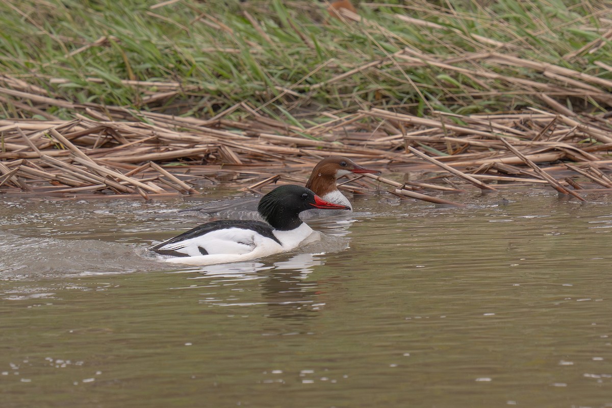 Common Merganser - Colin Gallagher