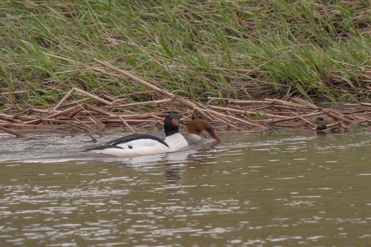 Common Merganser - Colin Gallagher