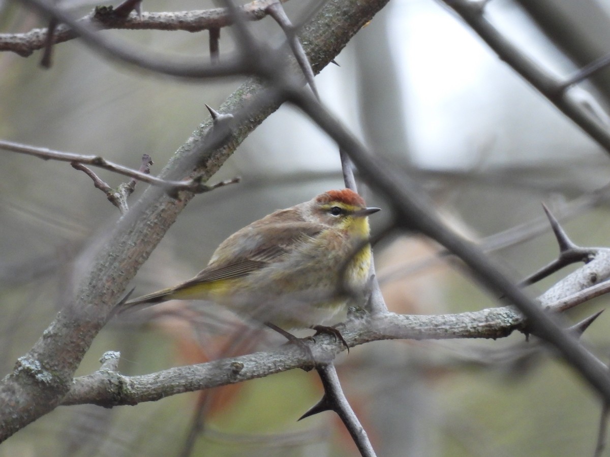 Palm Warbler - ML618226109