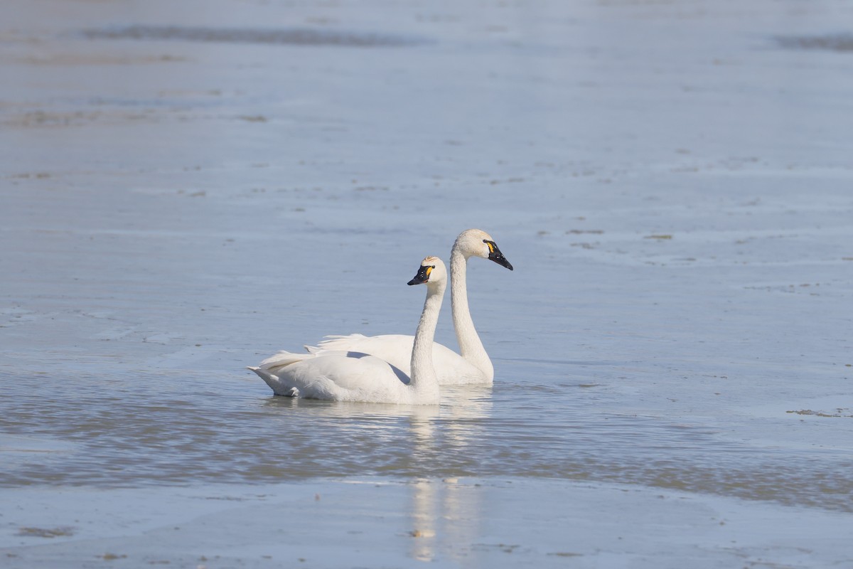 Tundra Swan - Allan Williams