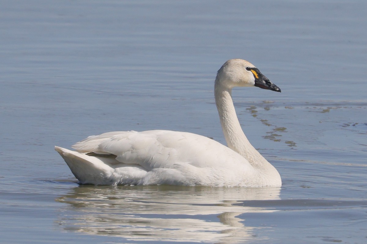 Tundra Swan - Allan Williams