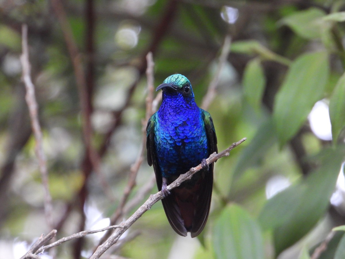 Colibrí Lazulita - ML618226135