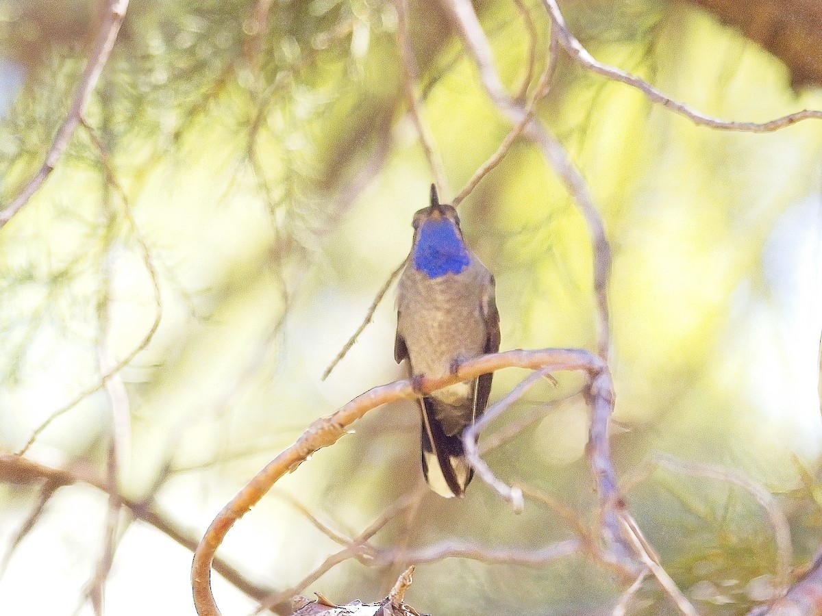 Blue-throated Mountain-gem - Daniel Richards