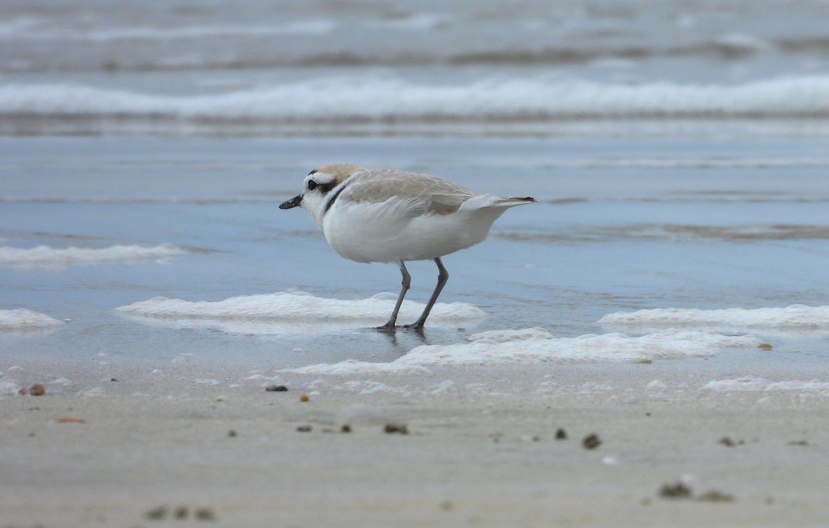 Snowy Plover - ML618226159