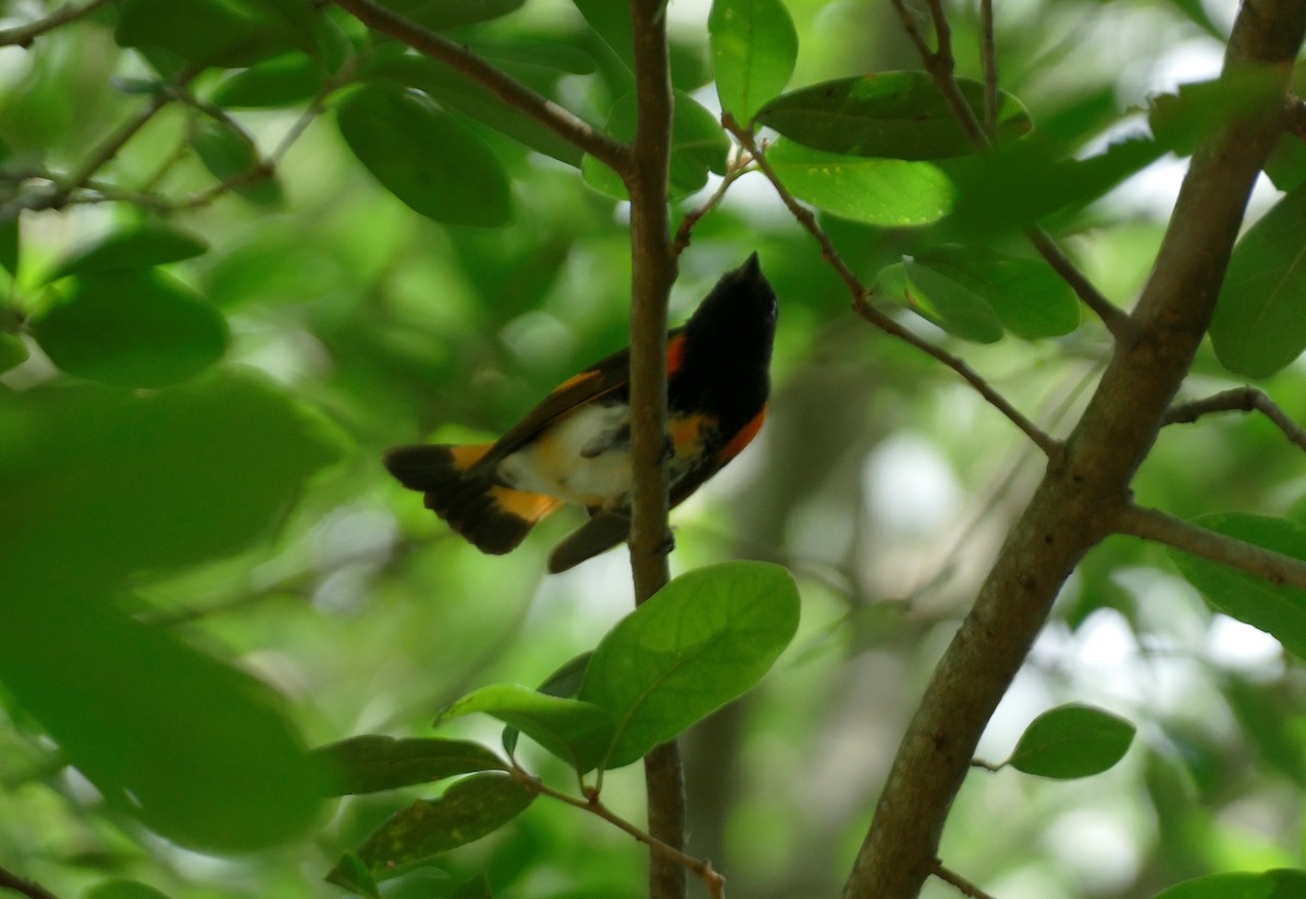 American Redstart - Ron Smith