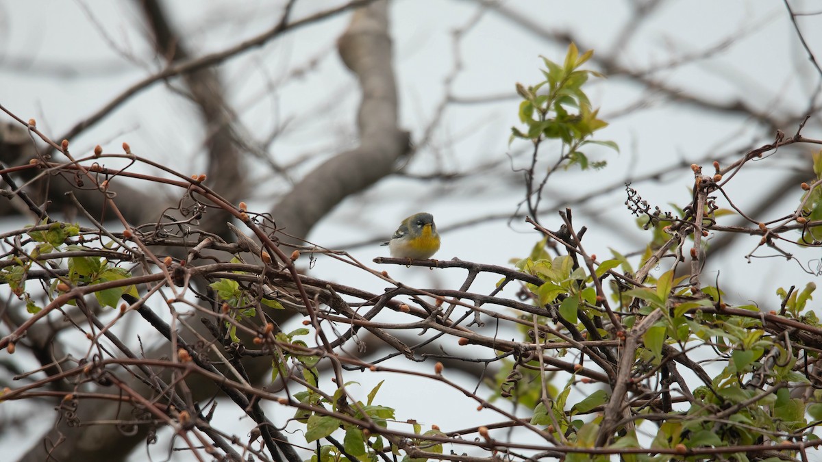 Northern Parula - Sterling Sztricsko