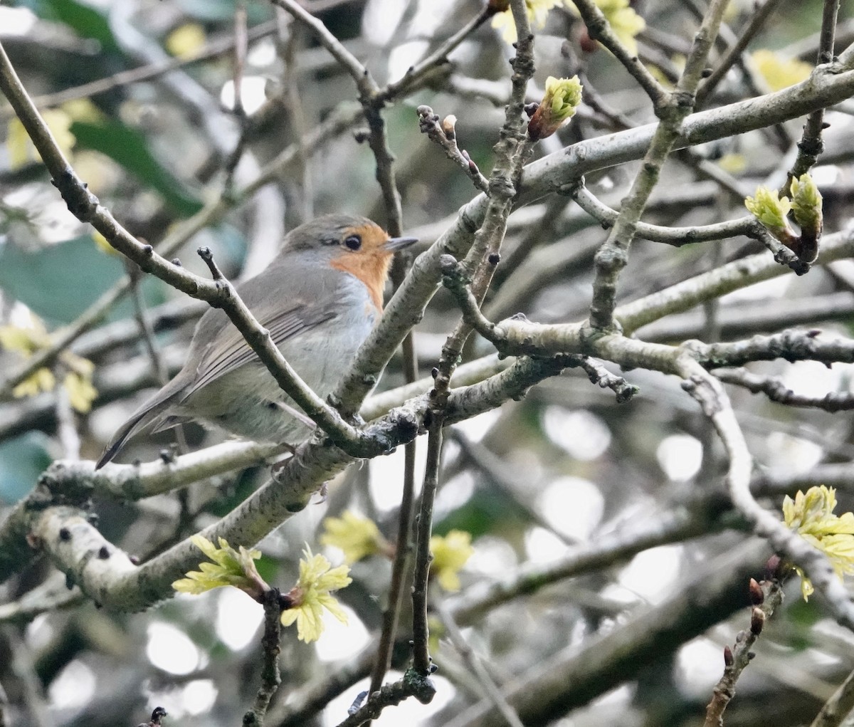 European Robin - Nancy Henke