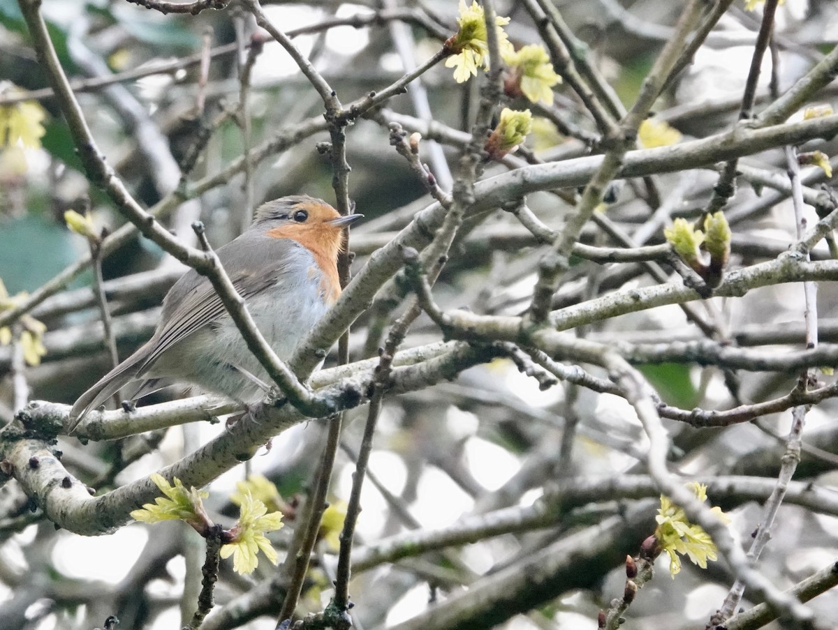 European Robin - Nancy Henke