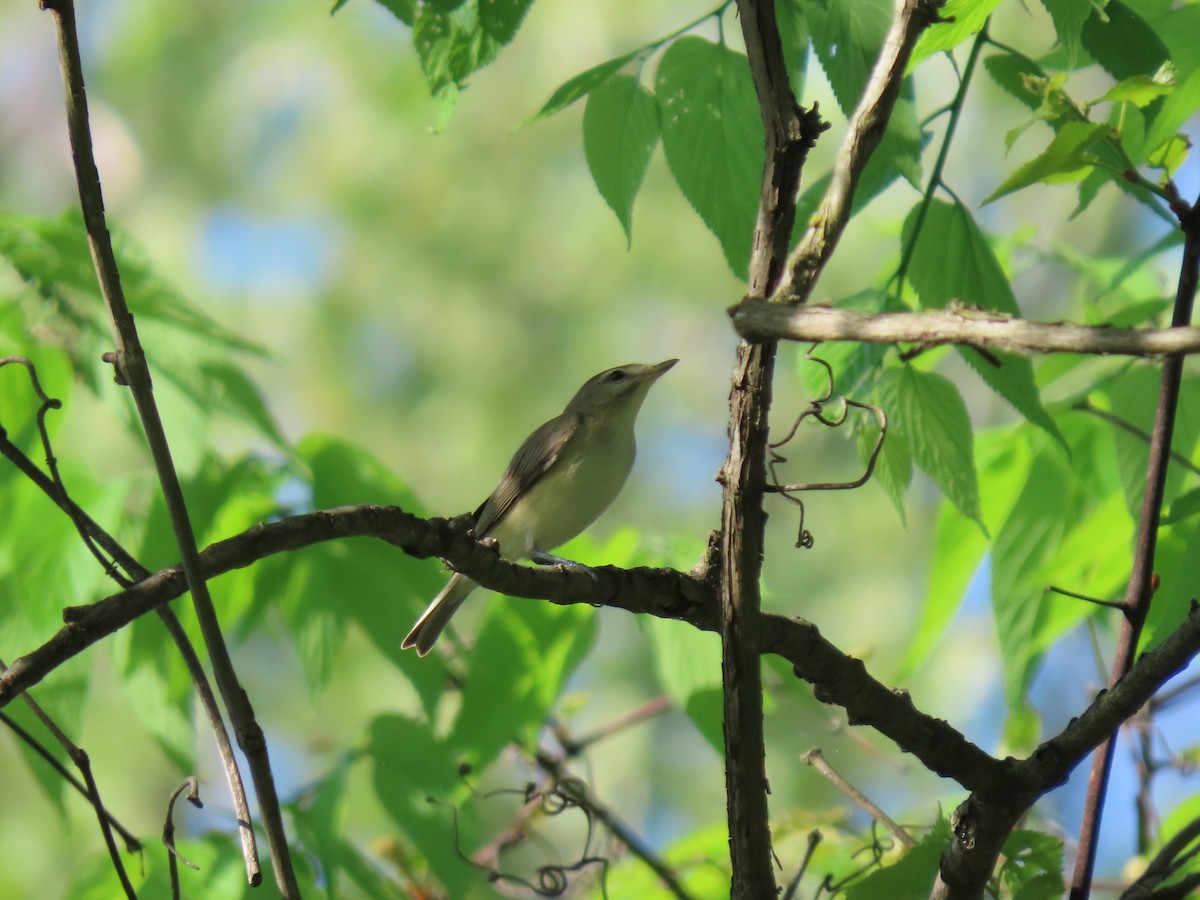 Warbling Vireo - ML618226182