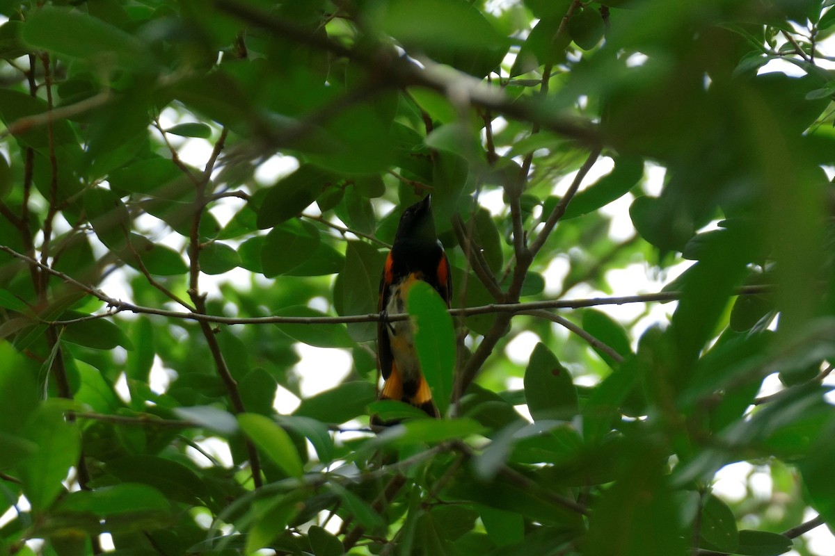 American Redstart - Ron Smith