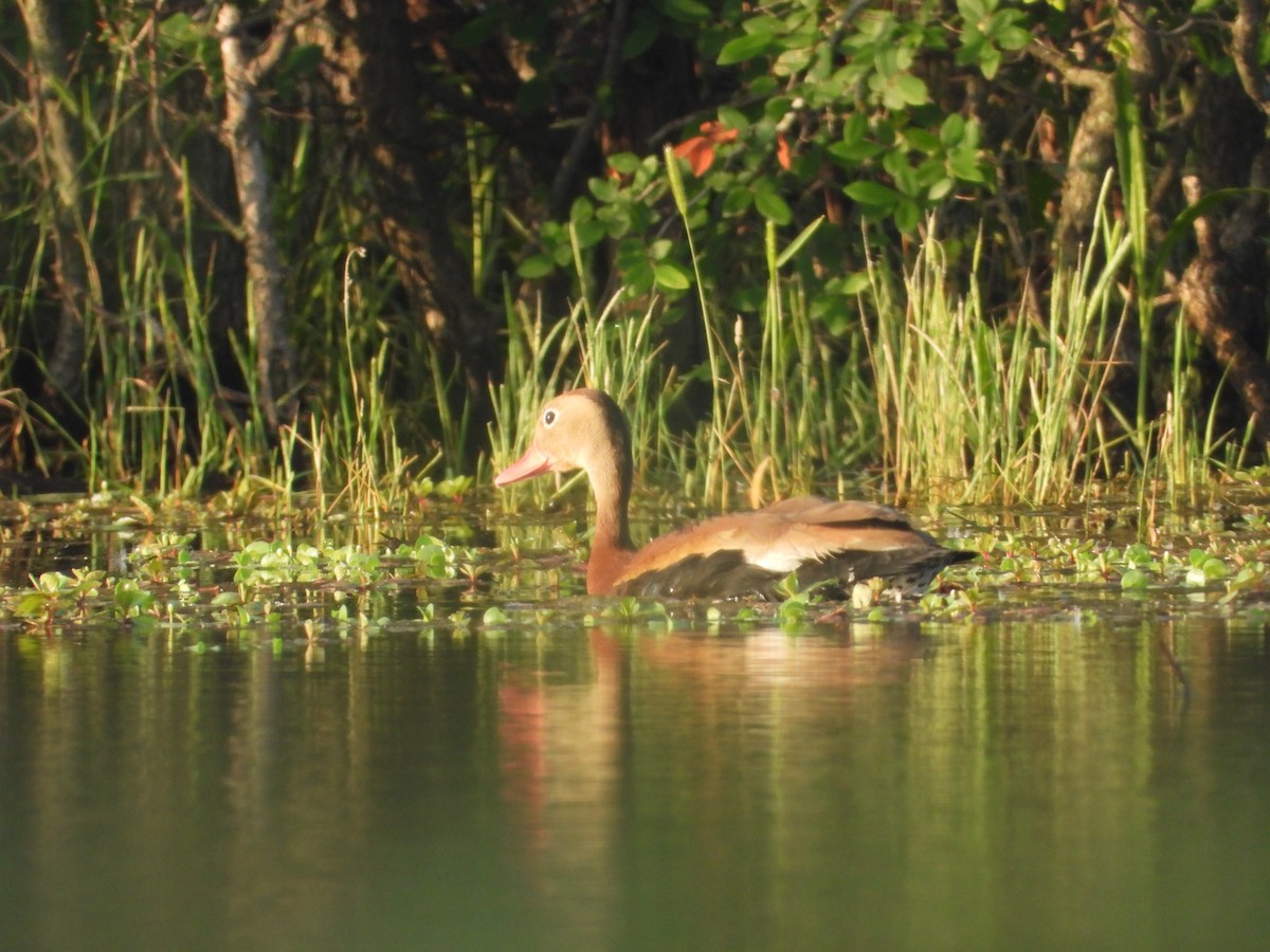 Black-bellied Whistling-Duck - Kevin Long