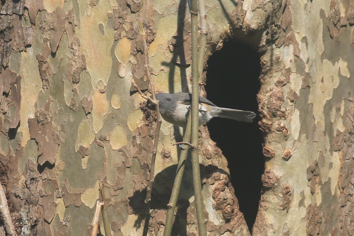 Tufted Titmouse - Jennifer Allison