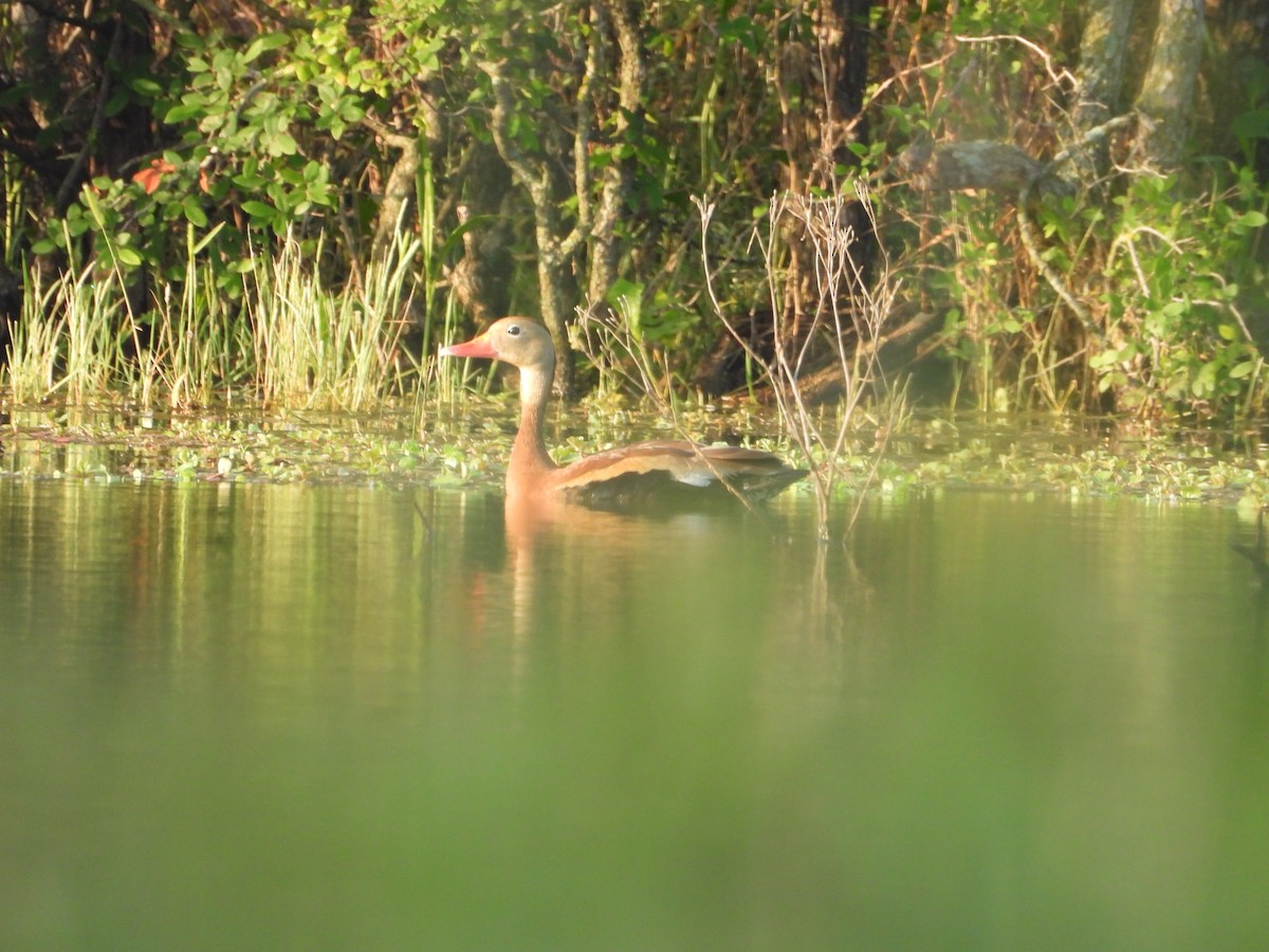 Black-bellied Whistling-Duck - Kevin Long