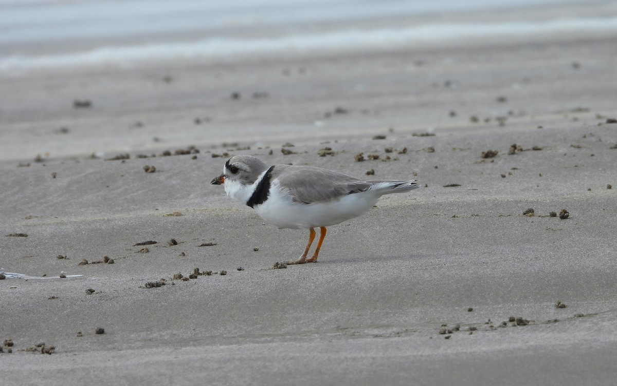 Piping Plover - ML618226232