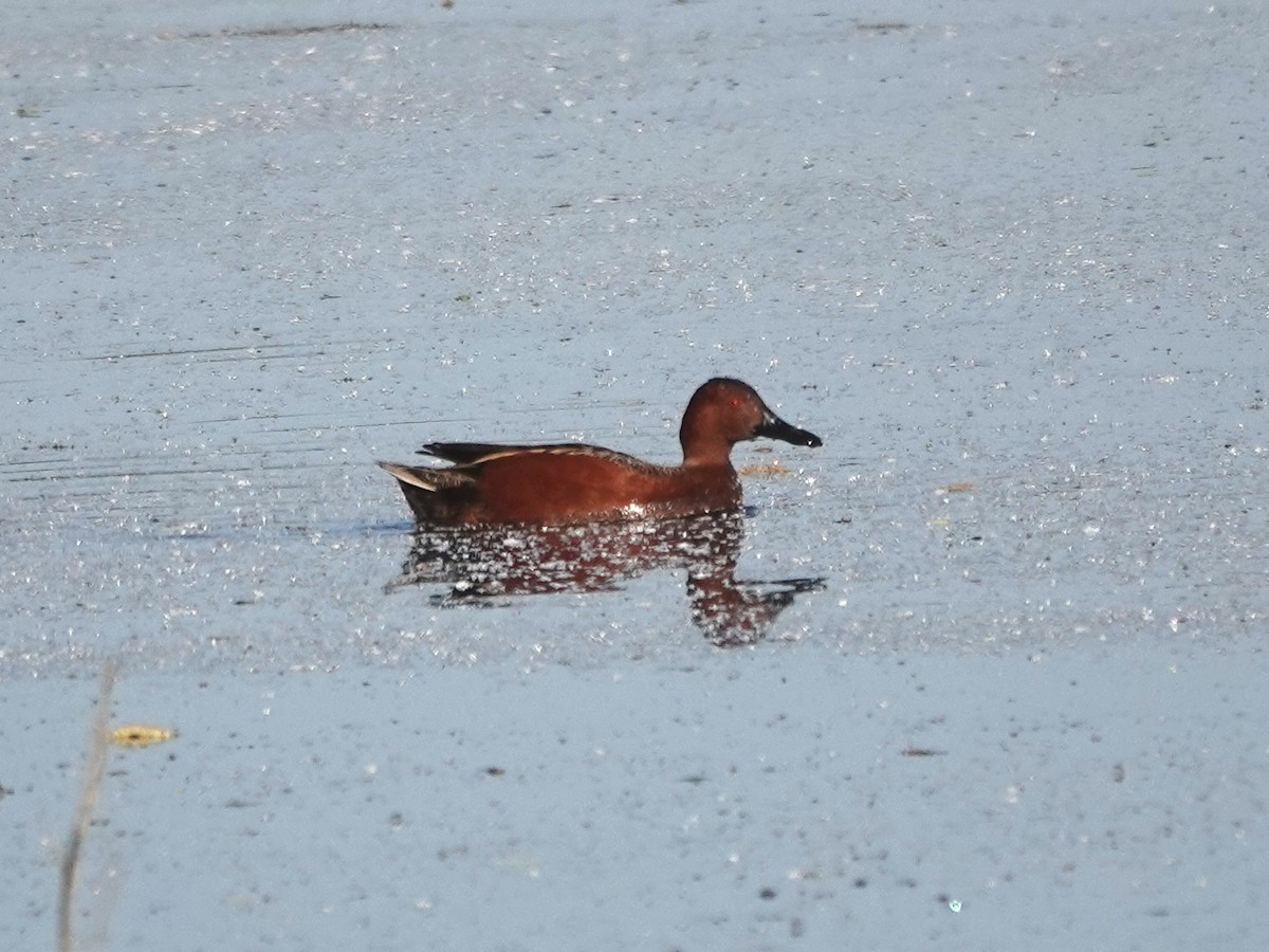 Cinnamon Teal - Norman Uyeda