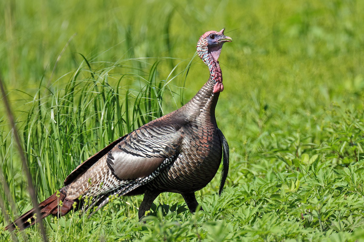 Wild Turkey - ML618226271