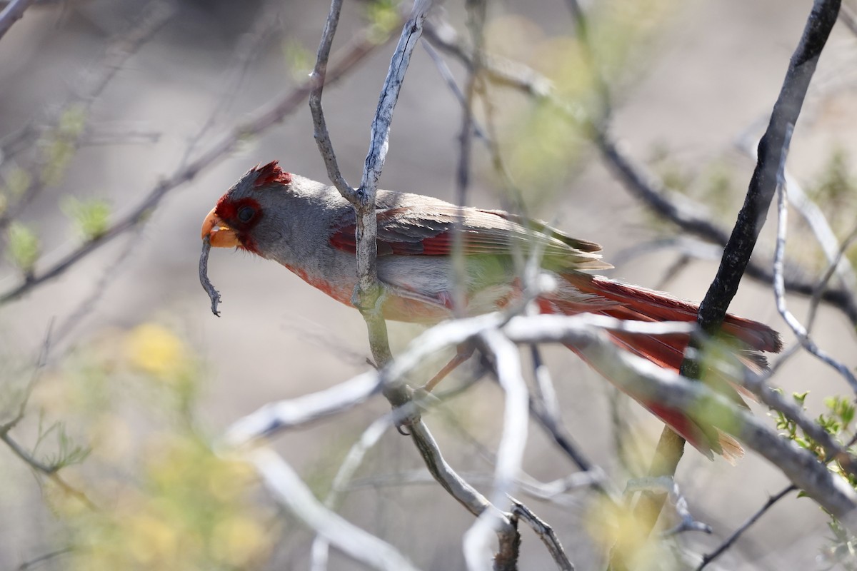 Pyrrhuloxia - Drew Allen