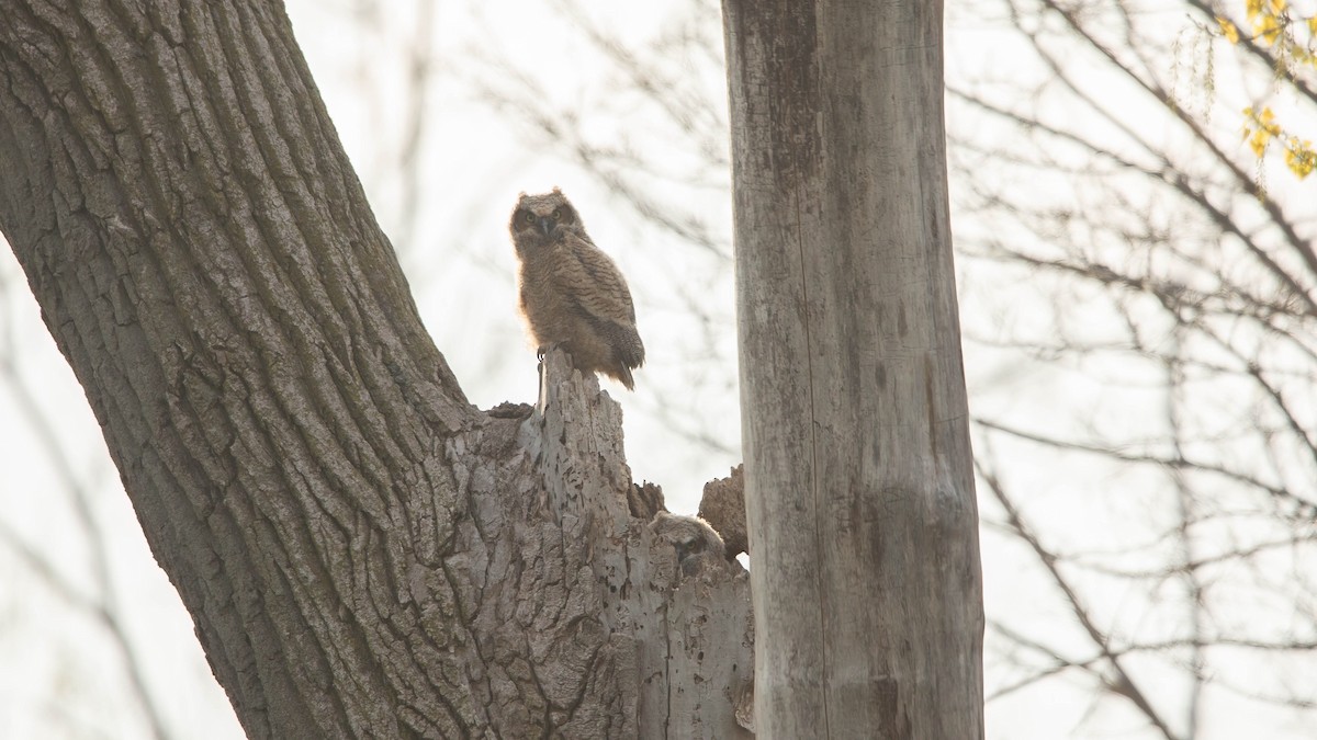 Great Horned Owl - Sterling Sztricsko