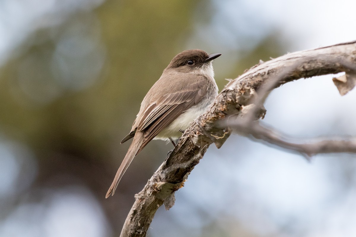 Eastern Phoebe - Johanne Cousineau