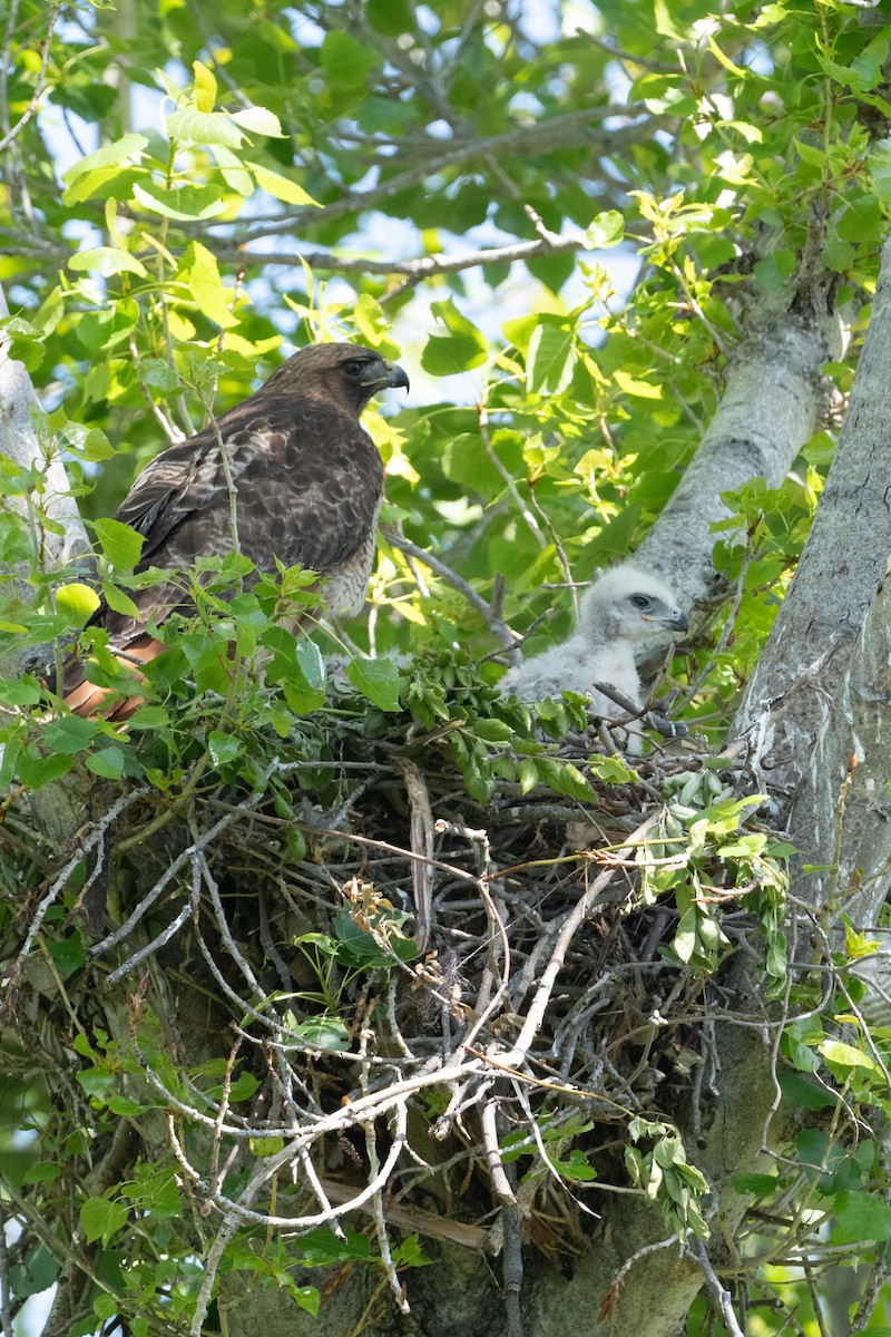 Red-tailed Hawk - Cynthia  Case