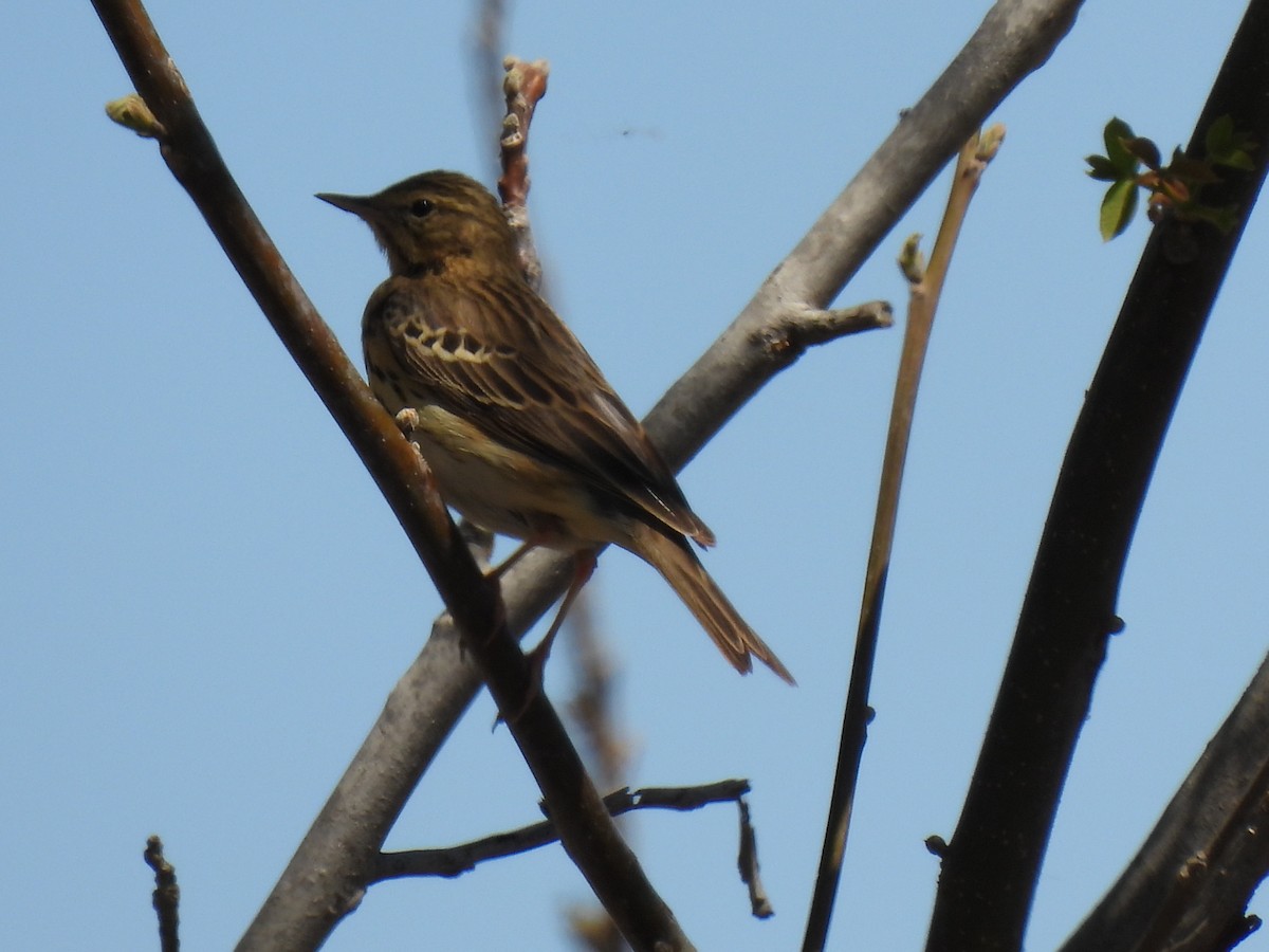 Tree Pipit - Miguel Ángel  Pardo Baeza