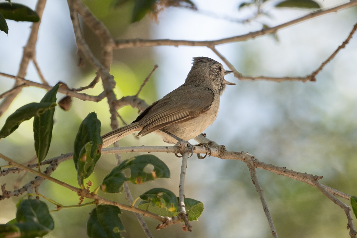 Oak Titmouse - Cynthia  Case