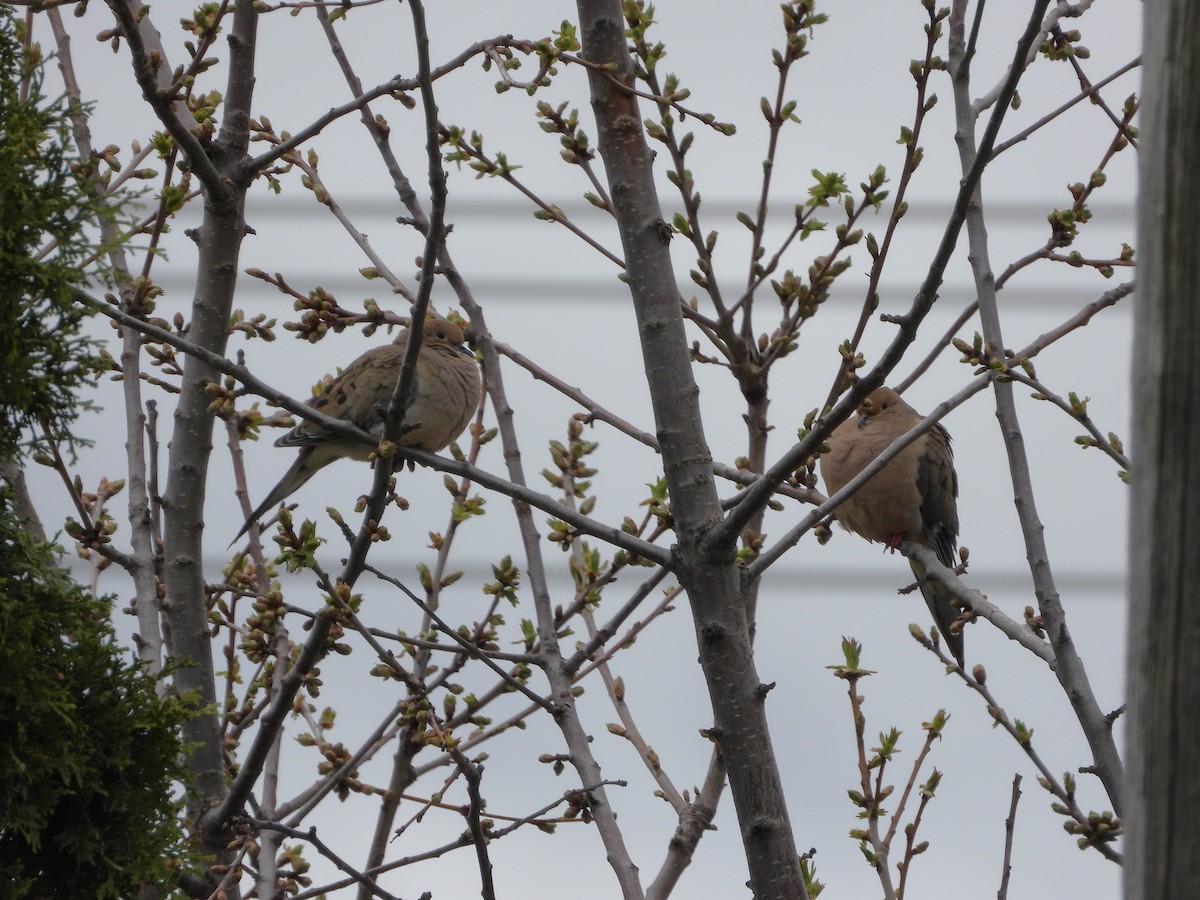 Mourning Dove - Serge Benoit