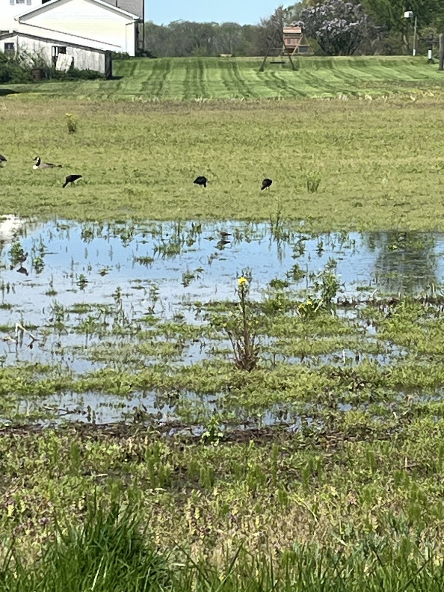 Glossy Ibis - ML618226313