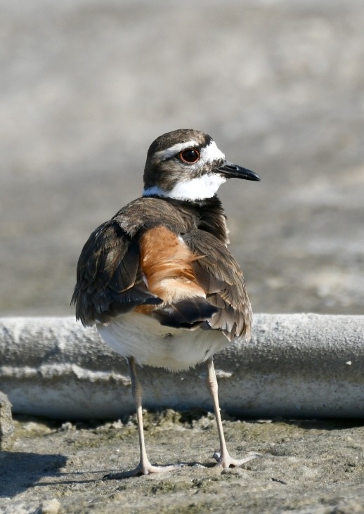 Killdeer - Becky Rooney