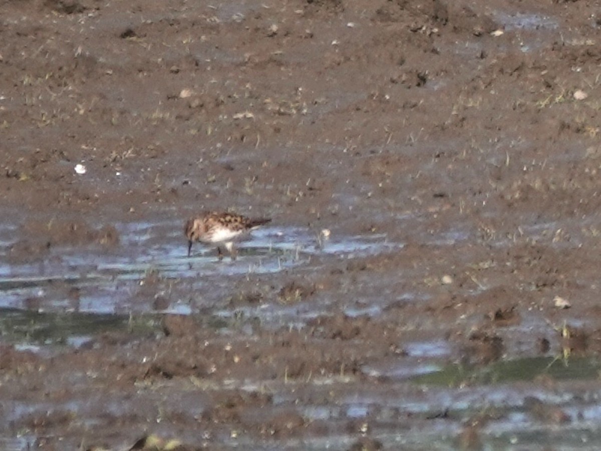 Least Sandpiper - Norman Uyeda