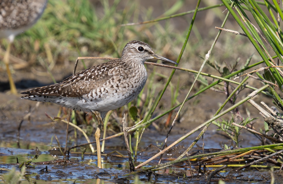 Wood Sandpiper - Veronika Švestková