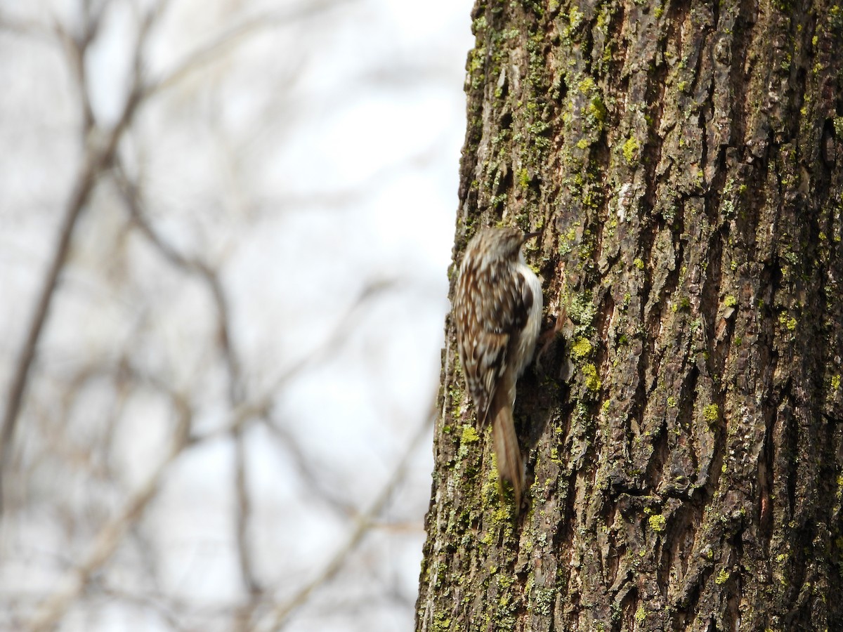 Brown Creeper - Serge Benoit