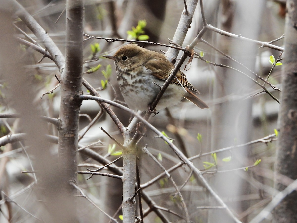 Hermit Thrush - Serge Benoit