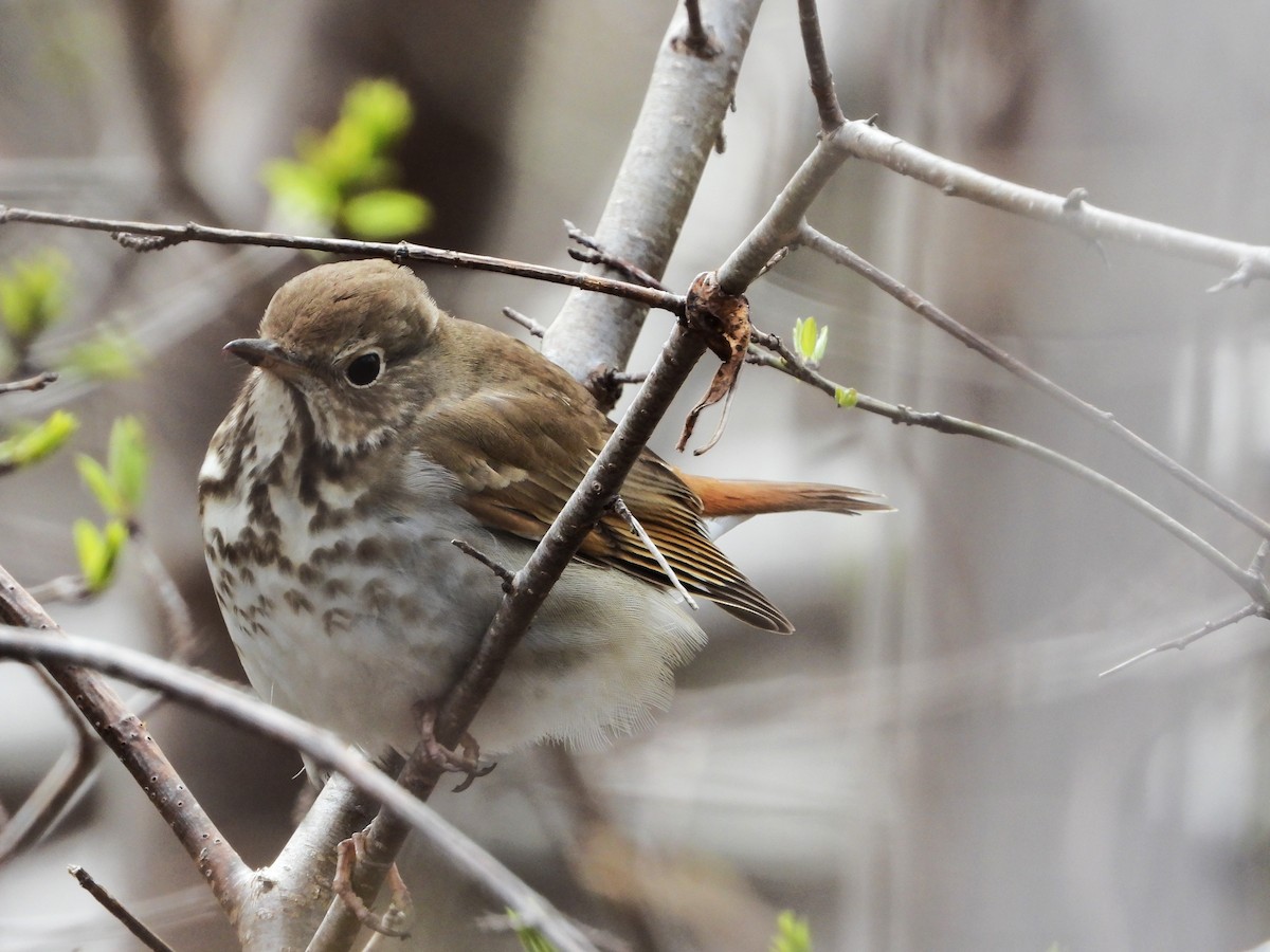 Hermit Thrush - Serge Benoit