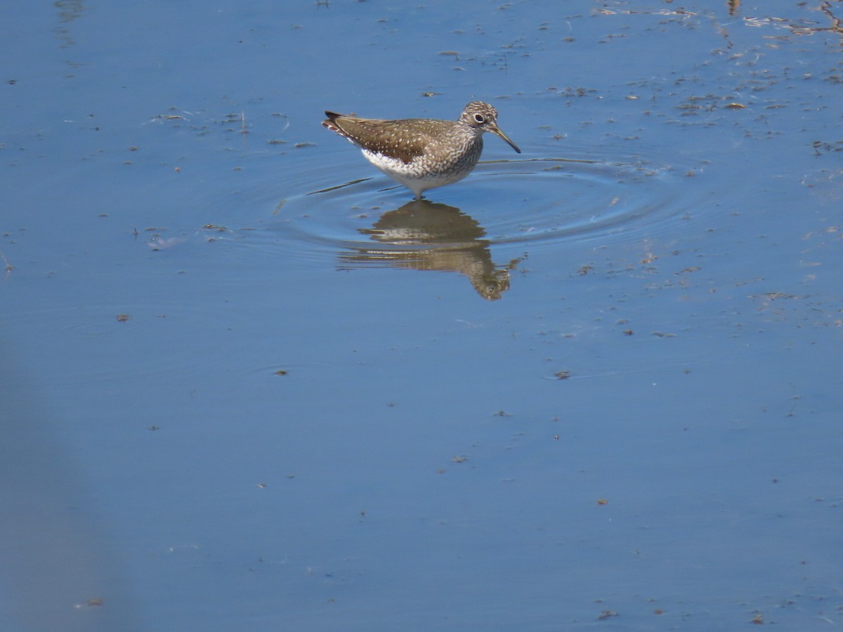 Solitary Sandpiper - Liz Frith