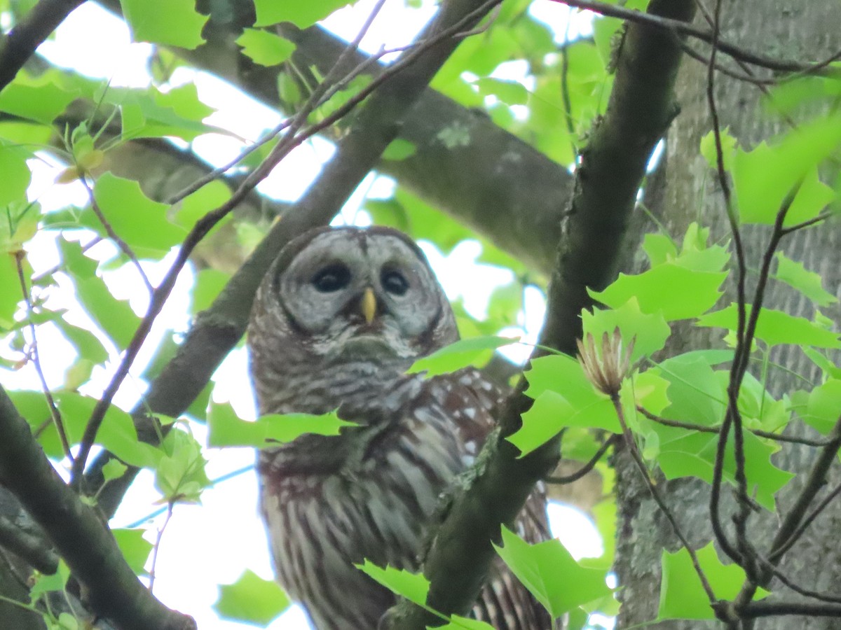 Barred Owl - Roy Howard