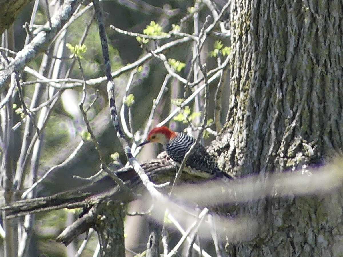 Red-bellied Woodpecker - ML618226506