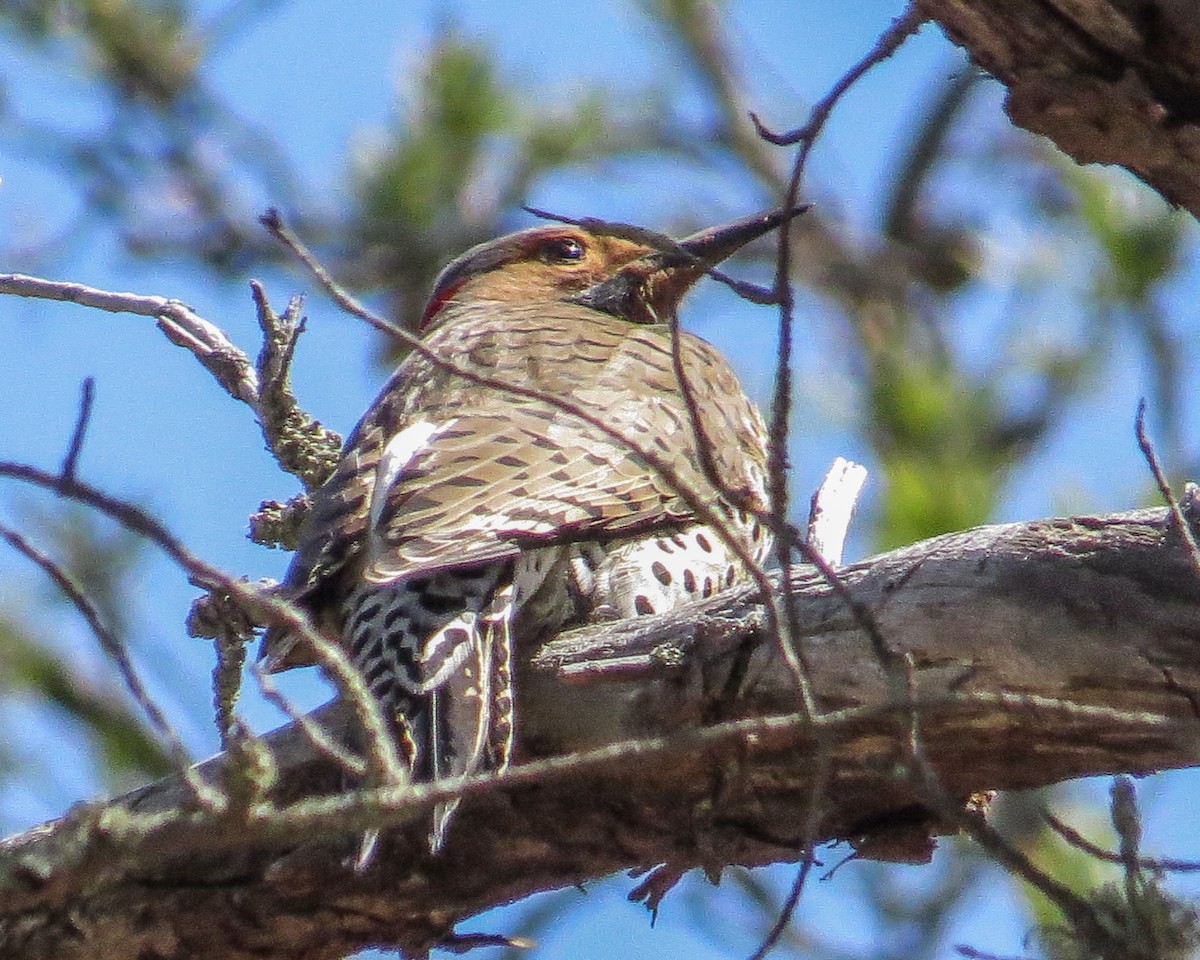 Northern Flicker - LeAnn Plinske