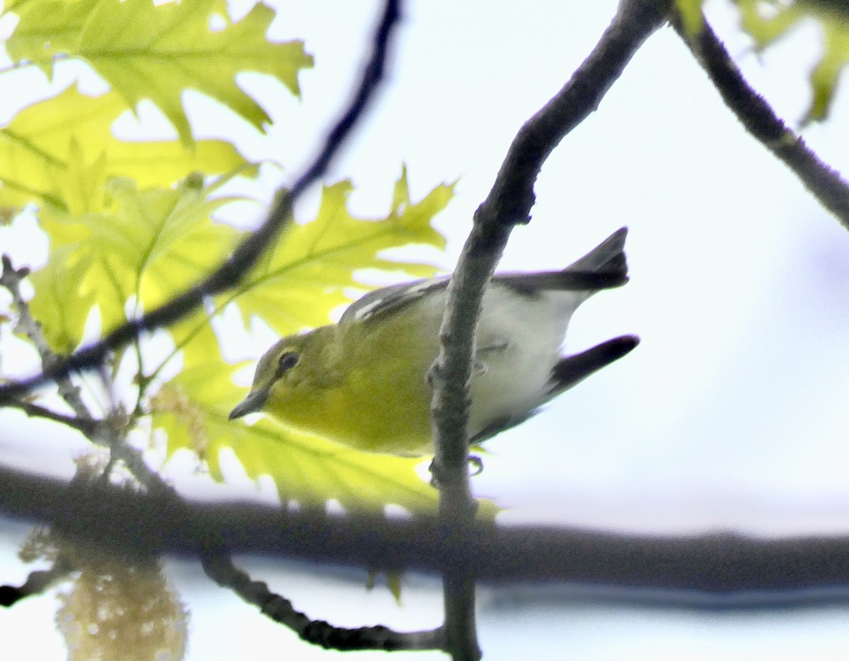 Yellow-throated Vireo - Michael Waldron