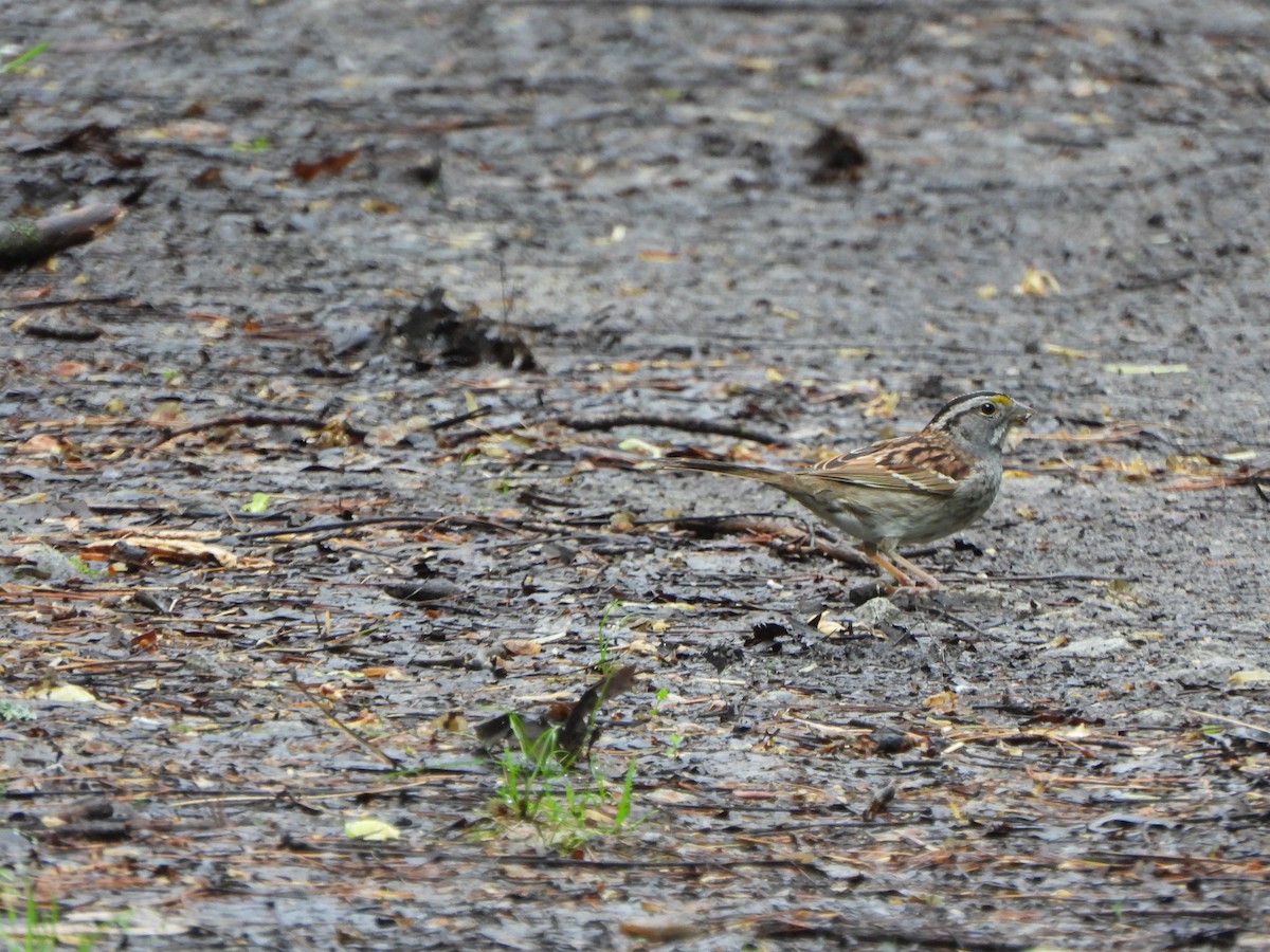 White-throated Sparrow - Rick Luehrs