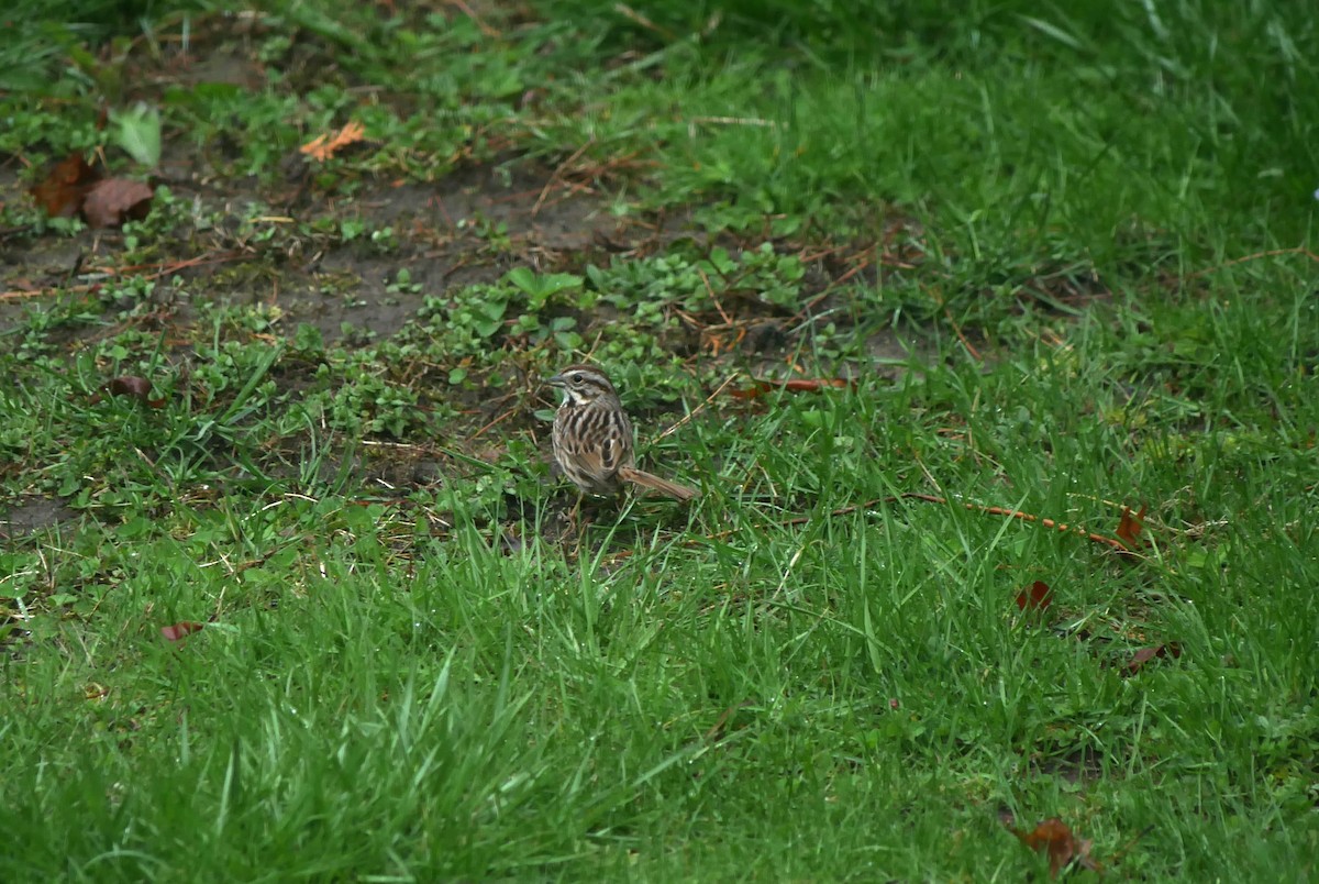 Song Sparrow - Francine Tanguay