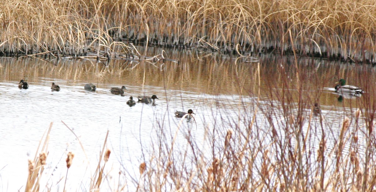 Green-winged Teal - Muriel & Jennifer Mueller