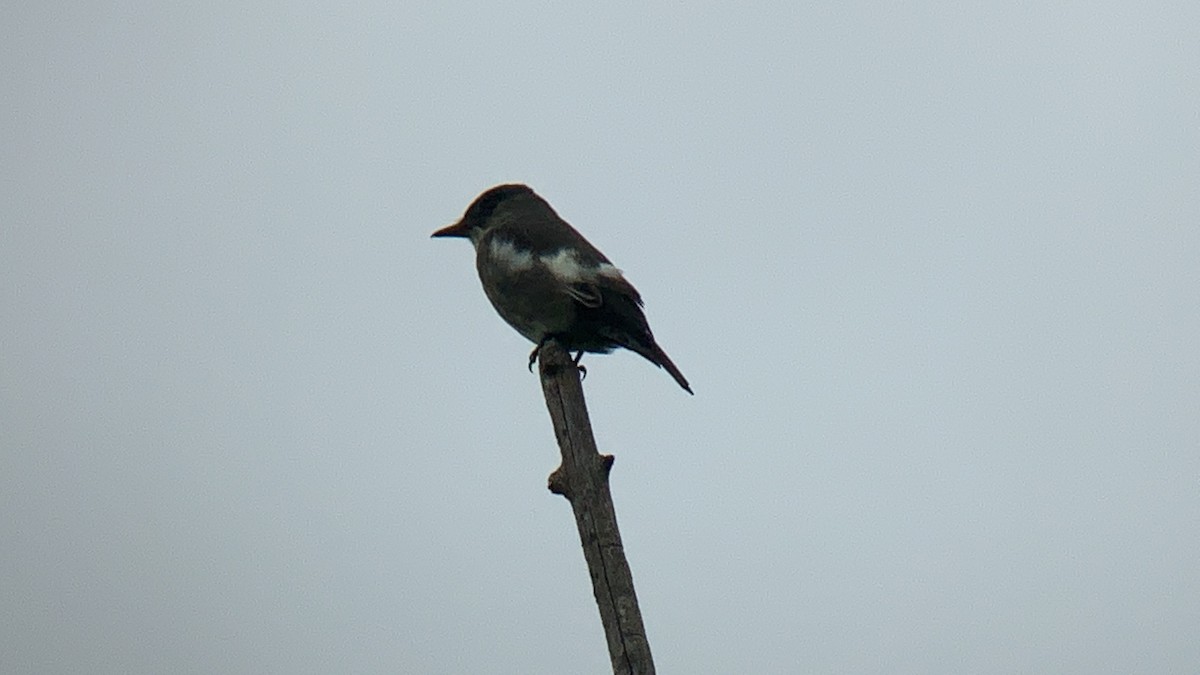 Olive-sided Flycatcher - ML618226548