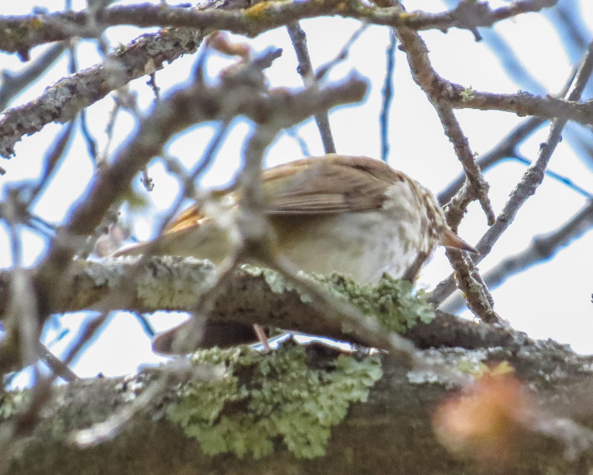 Hermit Thrush - LeAnn Plinske