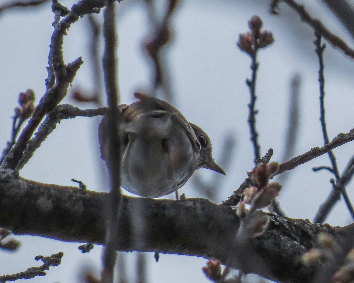 Hermit Thrush - LeAnn Plinske