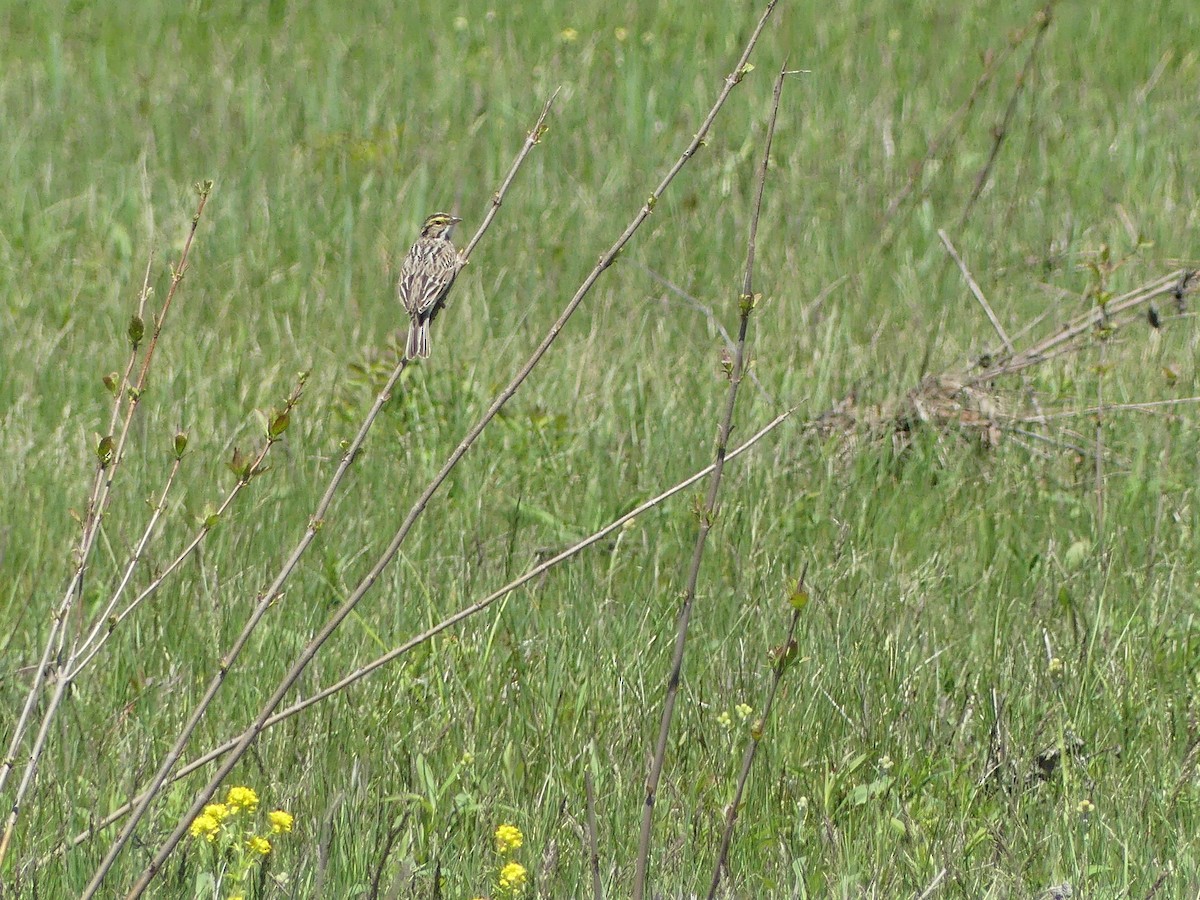 Savannah Sparrow - Anonymous