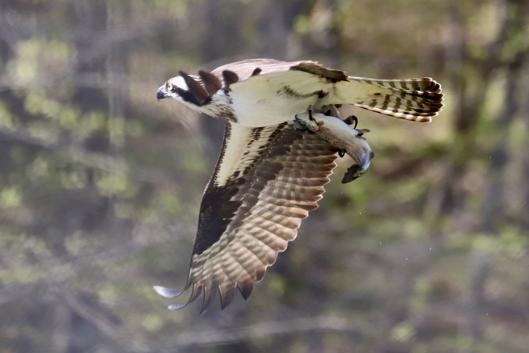 Osprey - JoAnn Dalley